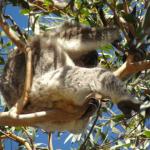 Raymond Island - Koalas